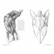 Livro Anatomia Artística - Michel Lauricella